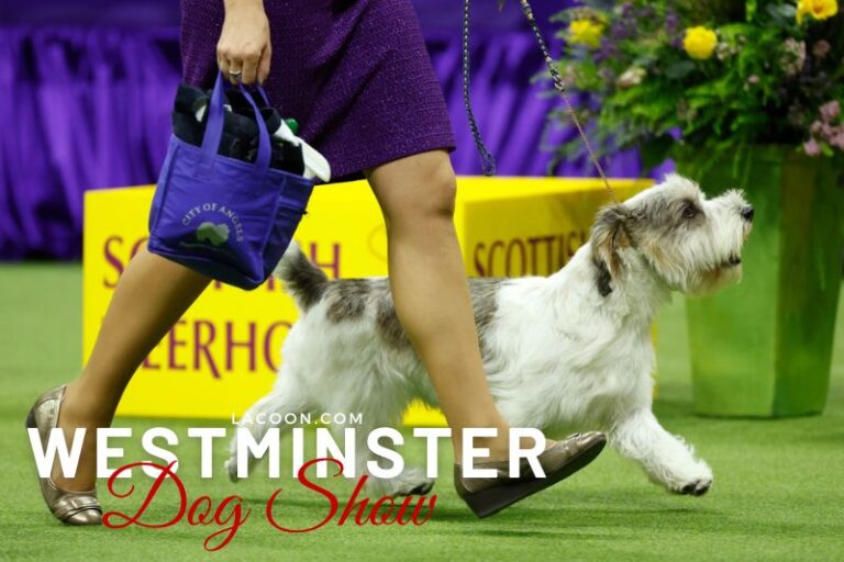 Who Won Westminster Dog Show 2023 A Look At The Distinguished Gentle